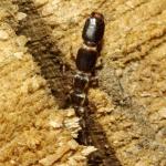 Raphidiidae cf larva PE4383.JPG