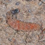 Coleoptera larva NI3109.jpg
