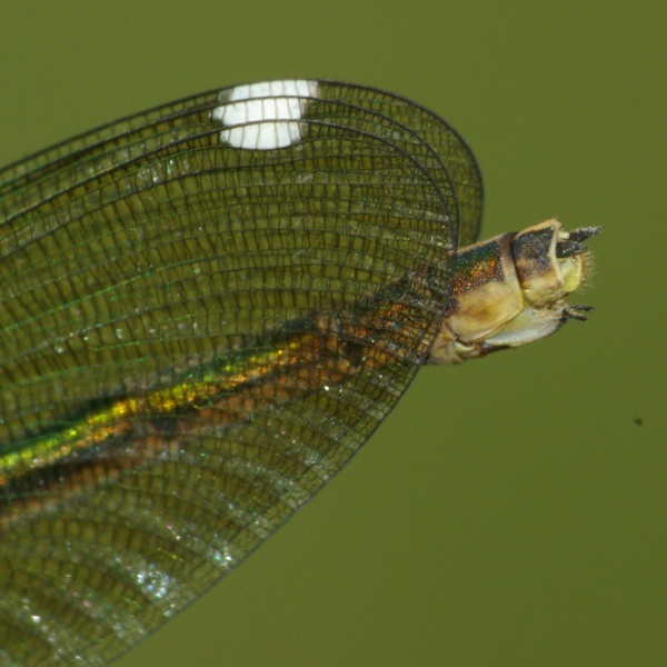 Calopteryx splendens female PB7818