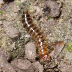 Coleoptera larva NG5824.jpg