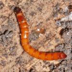 Alleculinae larva NG8568.jpg