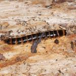 Coleoptera larva NG9840.jpg