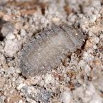 Endomychidae cf larva NG8895.jpg