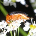 Mordellochroa milleri cf NH6769.jpg