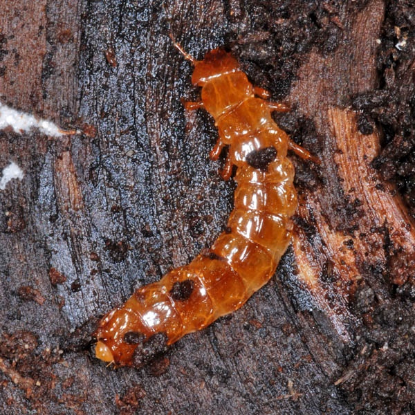 Pyrochroidae larva NG6430.jpg