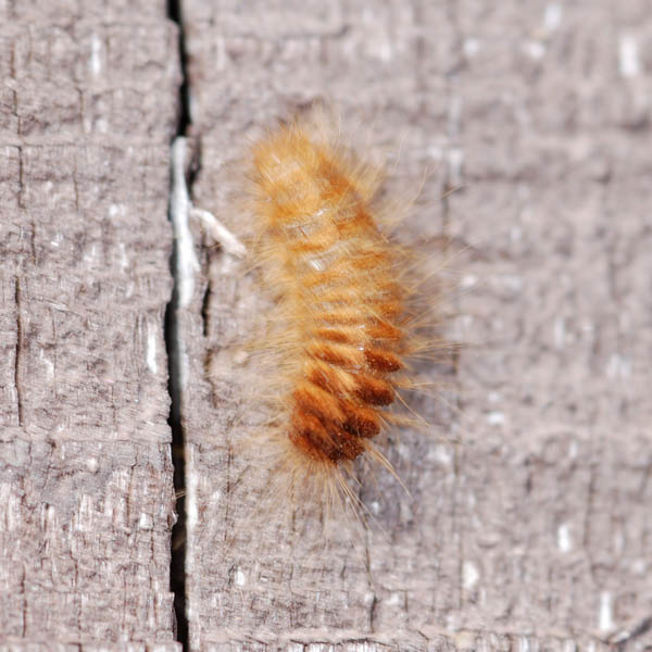 Dermestidae larva NE0544.jpg