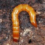 Elateridae larva NF4692.jpg
