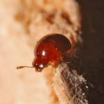 Coleoptera NH1602.jpg