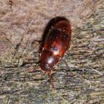 Coleoptera NH2099.jpg