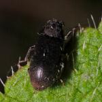 Coleoptera NI0130.jpg
