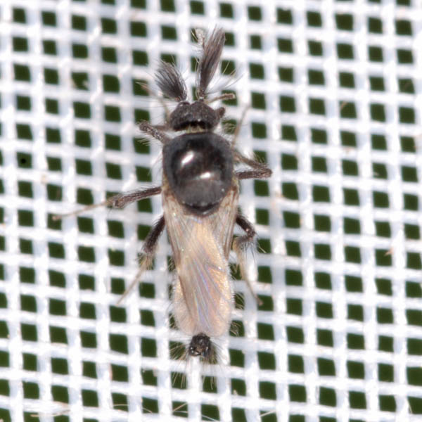 Forcipomyia sp male NG1092.jpg