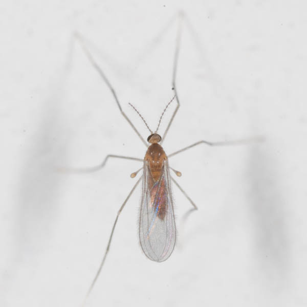 Cecidomyiidae female NF3721.jpg