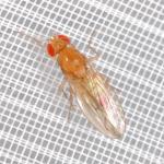 Drosophila sp NF2132.jpg