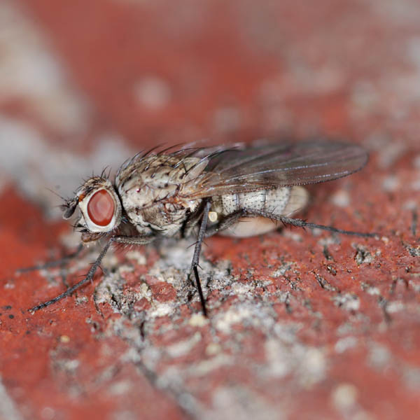 Anthomyiidae female NE2570.jpg