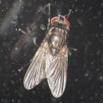 Muscidae female NF8828.jpg