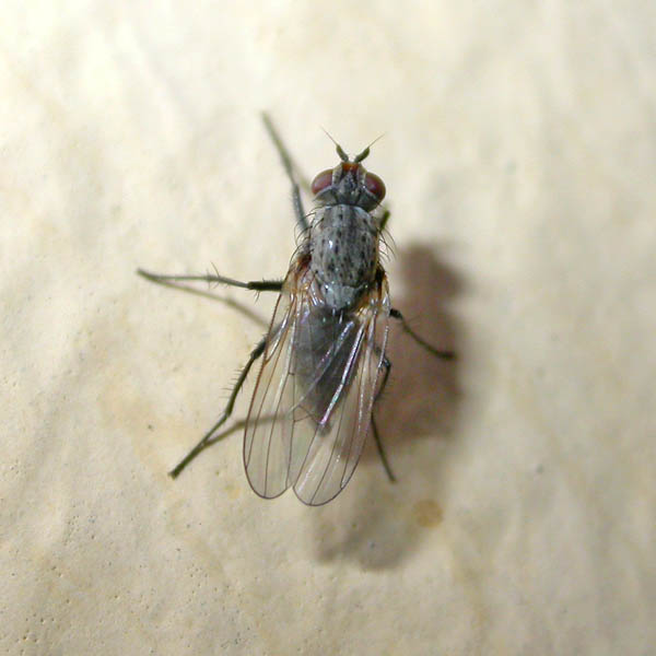 Anthomyiidae female 39609.jpg