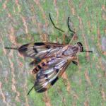 Rhagio latipennis male NF3513.jpg