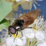 Cheilosia sp male NG8776.jpg