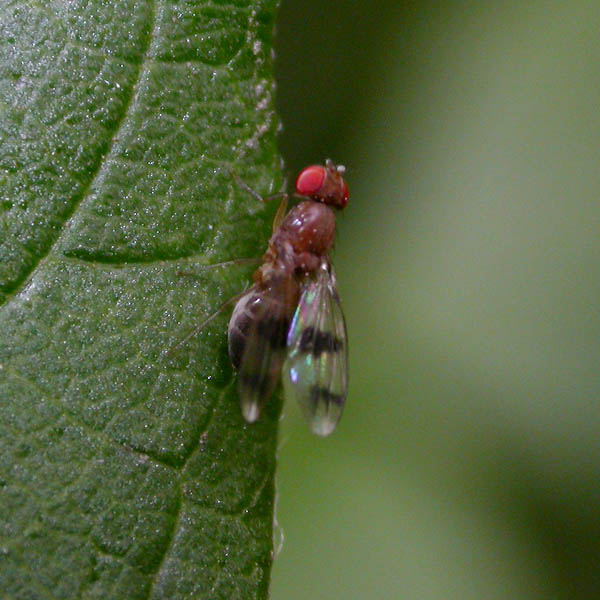 Chymomyza amoena female 42971.jpg