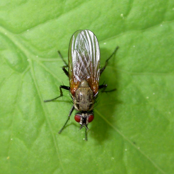 Anthomyiidae female 39535.jpg