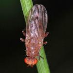 Sciomyzidae_NI2168.jpg