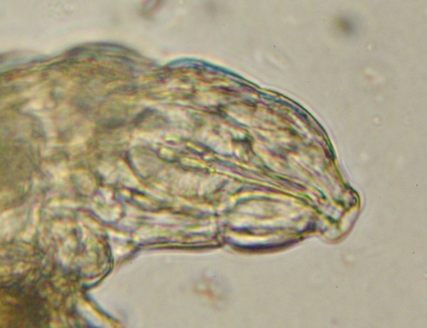Macrobiotus sp1 (3).JPG