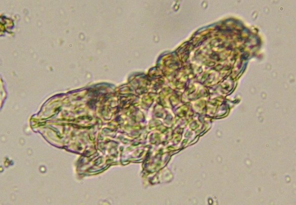 Macrobiotus sp1 (2).JPG