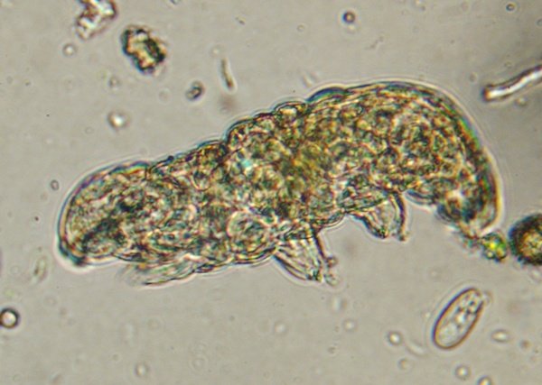 Macrobiotus sp1 (1).JPG