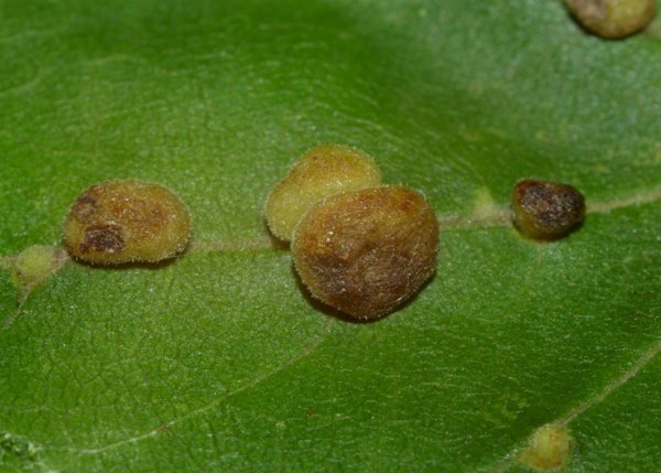 Aceria macrochela macrochela (1).JPG