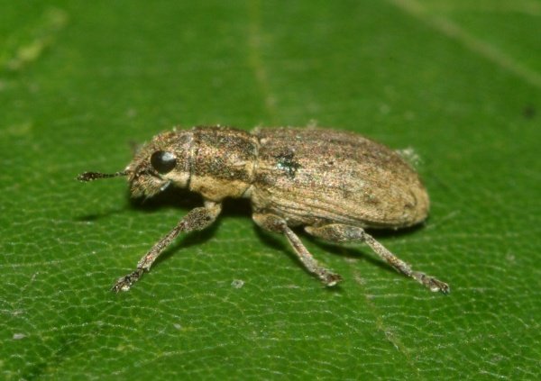 coleoptera2 (2).JPG