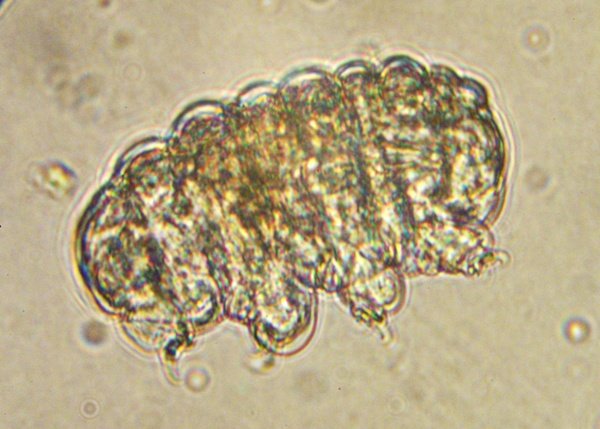tardigrada5 (1).JPG