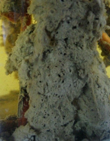 Spongilla gracilens balatonensis.JPG