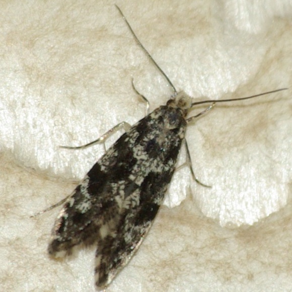 microlepidoptera1 (2).JPG