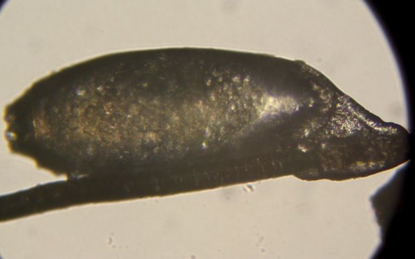 Felicola subrostratus (2).JPG