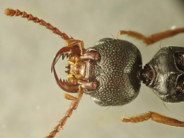Staphylinidae_male_A5343_PS3861.jpg