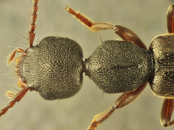 Staphylinidae_male_A5343_PS3860.jpg