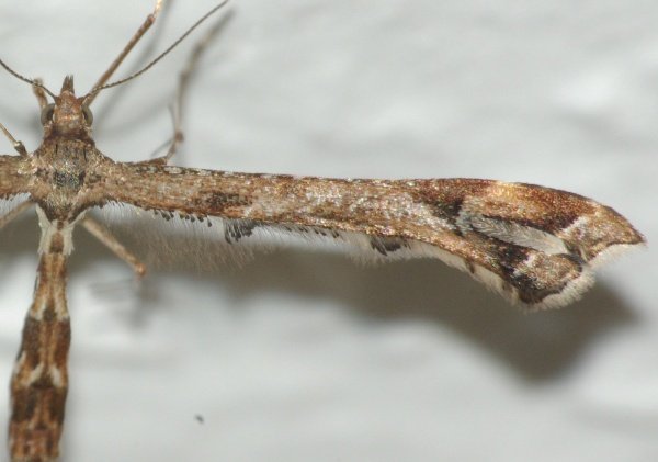 Pterophoridae1 (3).JPG