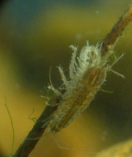 Asellus aquaticus (2).JPG