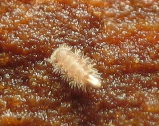 Polyxenus lagurus (7).JPG