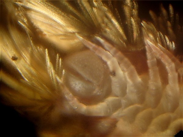 Polyxenus lagurus (4).jpg