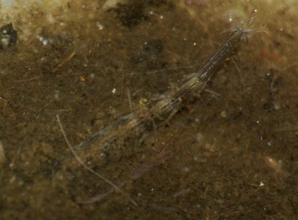 Stratiomyidae lárva1 (2).JPG