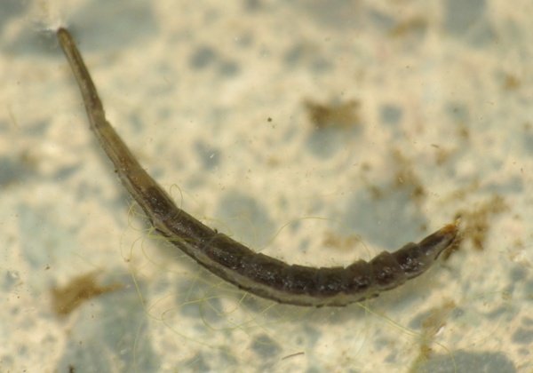 Stratiomyidae lárva1 (1).JPG