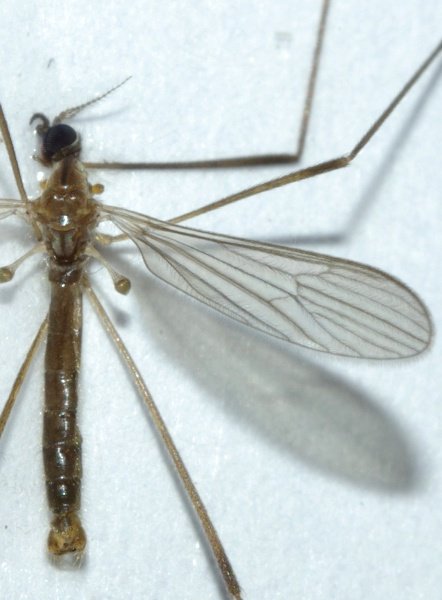Erioptera sp1 (2).JPG