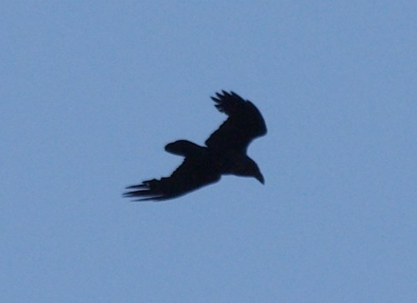 Corvus corax corax (1).JPG