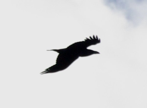 Corvus corax corax (2).JPG