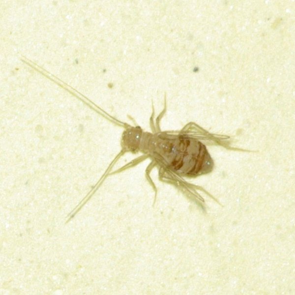 Psocoptera1 (1).JPG