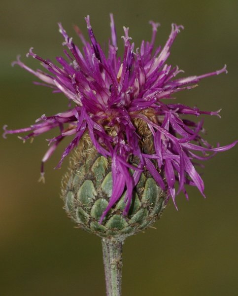 Centaurea sadleriana (1).JPG