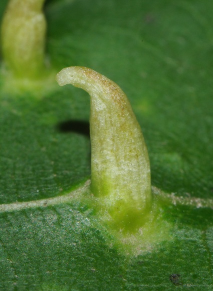 Eriophyes tiliae-tomentosae (1).JPG