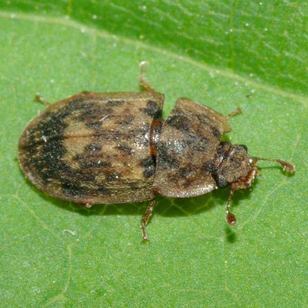 Coleoptera_A2153_PD6332.JPG