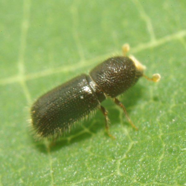 Coleoptera_A2348_PD8565.JPG